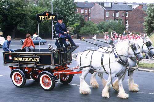 Magnificent Shire Horses of Tetley Brewery